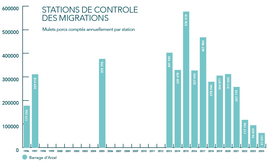 effectif_mulet_porc_vilaine_Eaux_et_Vilaine.jpeg