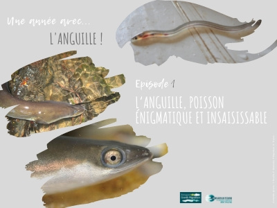 Une année avec l'anguille! Article 1 - L'anguille, poisson ... Image 1