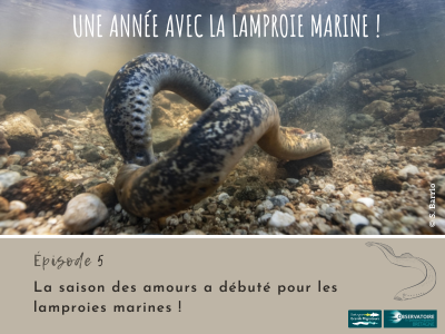Une année avec la lamproie marine! Article 4 - Peut-on ... Image 1